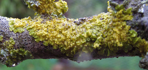 xanthoria
