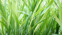 Hakonechloa macra