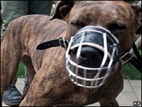 Pitbull