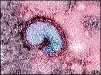 H5N1 virüsü