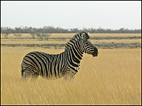 Zebra in Namibia