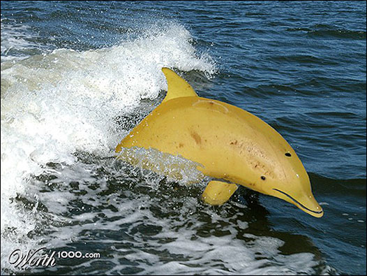 Golfinho banana