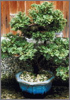 Shrub in a pot