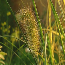 Chinese fountain grass