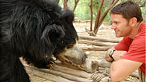 Steve Backshall comes face to face with a sloth bear