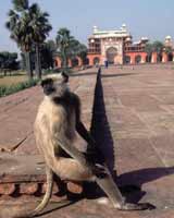 Monkey sitting calmly on steps outside the mausoleum of Akbar at Agra in India