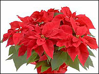 Red poinsettia