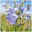 Harebells c/o Stacy Shumacher