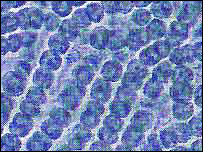 انسانی جسم کا خلیہ