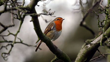 Photograph of a robin on a branch