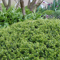 Ilex crenata 'Stokes'