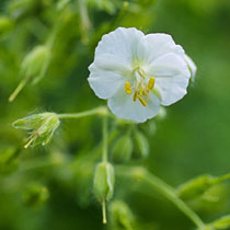 Geranium phaeum 'Album'