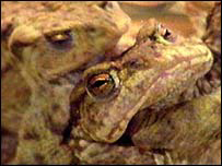 toads