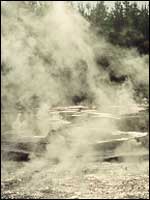 Steam rises above the mud pools at Rotorua