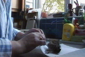 Wendie's cat has killed