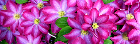 Clematis