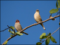 Two birds