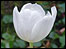 white tulip