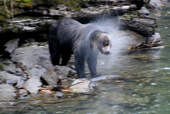 Grizzly bear (courtesy of Julius Strauss)
