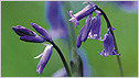 Bluebells c/o rspb Andy Hay