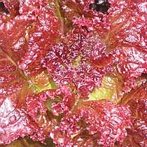 Lettuce 'Bijou'