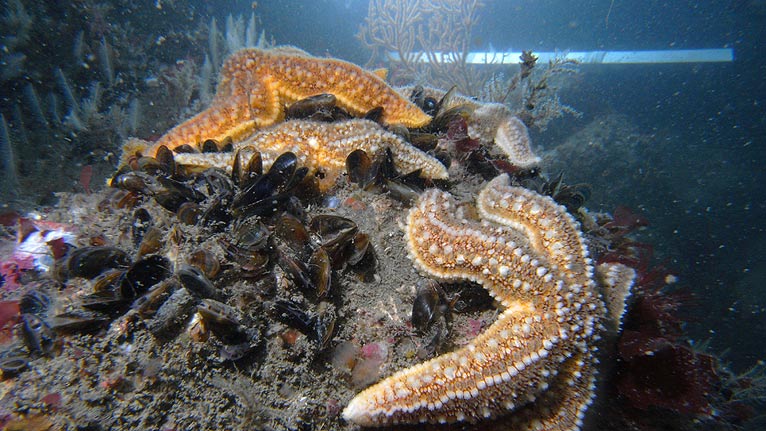 Common starfish and mussels by Rob Gibbs