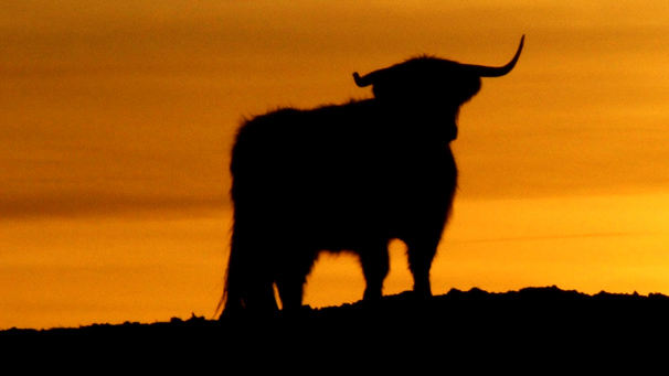 Highland cow silhouetted against a sunset sky