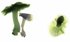 Picture: Getty/James M Wehtje