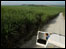 Plantação de cana-de-açúcar