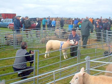 A Prize Winning Sheep.