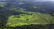Amazon rain forest bordering Guyana