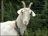 The sanctuary helps all different types of animal