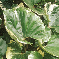 Farfugium japonicum 'Argenteum'