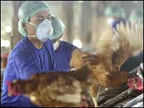 Bir tavuk çiftliği