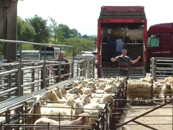 Llwytho defaid i'r lorïau