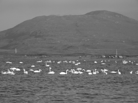Approx 100 swans, Loch Bi, South Uist