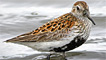 Dunlin