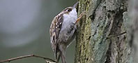 an image of a Treecreeper, copyright owned by Blueskybirds.co.uk.