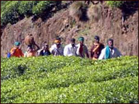 چائے کے باغات (فائل فوٹو)