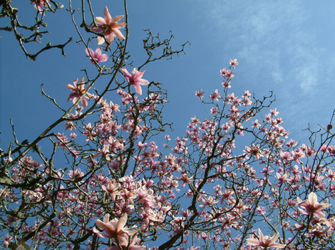 A Magnolia Campellii in bloom at Trengwainton