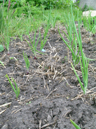 If you were an ant these would look enormous!