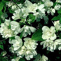 Philadelphus 'Manteau d'Hermine'