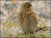 the elusive twite