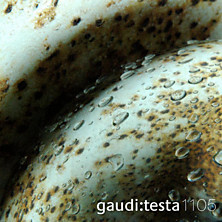 Review of gaudi:testa 1105: Continuum 