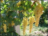 دبڼونواجاره