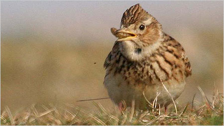 Skylark feeding c/o Margaret Holland
