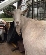 Goat on a truck