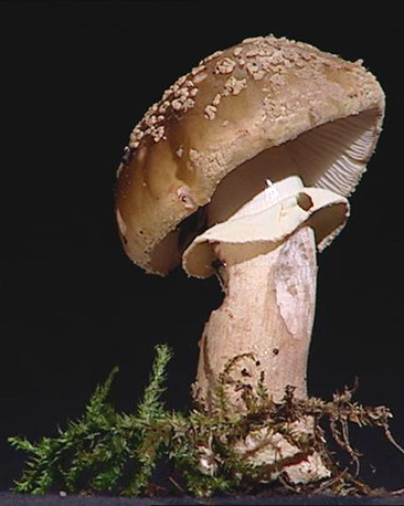Blusher (Amanita rubescens),