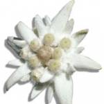 Edelweiss