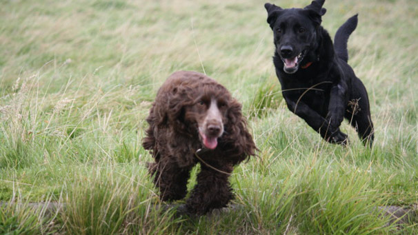 Black labrador Lucy chasing Brodie the dog (courtesy of Jenny Burgess)